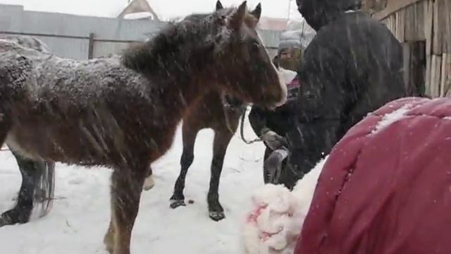 Маленькая Ромашка любит целоваться и сахар смотреть онлайн