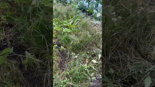 Перші випробування кінної косарки в агрегаті з мотоблоком зубр 8 кс. смотреть онлайн