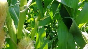 СЛАДКАЯ кукуруза Бондюэль.  Выращивание сладкой кукурузы.