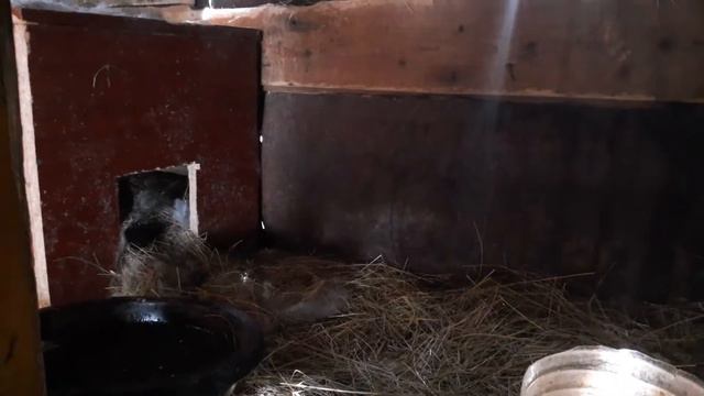 Показываю как живут кролики 10 смотреть онлайн