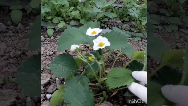 Японские помидоры в теплице.Клубника Флорентина.Земклуника Купчиха.Ремонтантный Элан.Сахарный горош смотреть онлайн