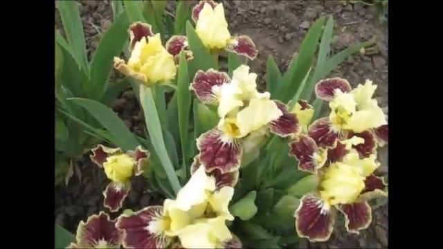 Sass With Class, Black’89. Сасс Віз Класс. Карликовий ірис. смотреть онлайн