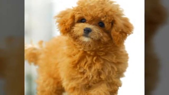 15 Фотографий Пуделей |Veronika Play| смотреть онлайн