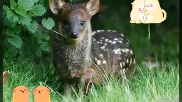 Топ самых маленьких животных смотреть онлайн