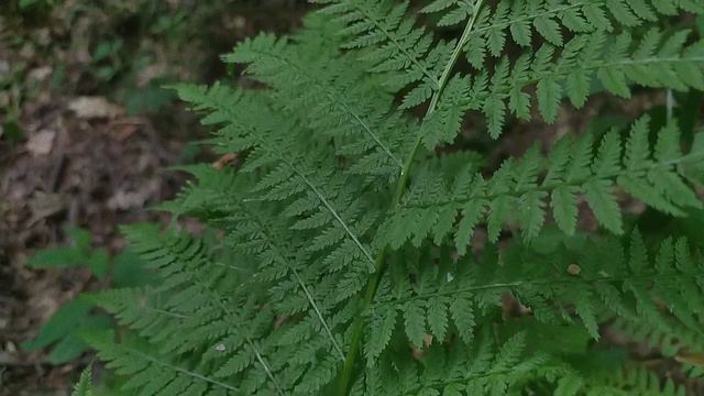 Ukraine forest/for the mood.camera redmi note 8 смотреть онлайн