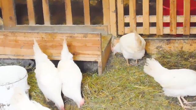 КАК ЗАСТАВИТЬ КУР НЕСТИСЬ?!Как простимулировать начало яйцекладки? смотреть онлайн