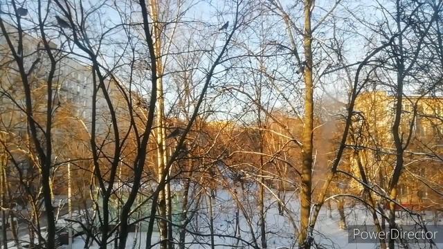 Что за птицы на рябине؟ смотреть онлайн