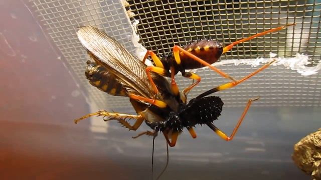 Psytalla Horrida - гигантский клоп-убийца