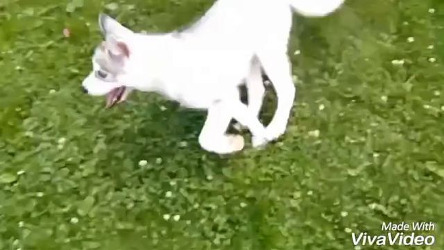 ХАСКИ МАЛЬЧИК *Свободная Стая Си Макс* смотреть онлайн