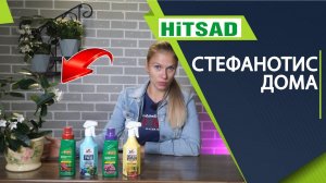 Стефанотис домашний  Лучший домашний цветок