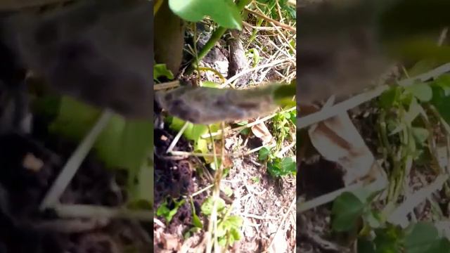 Airlayer my fig tree with old material from my roof #youtuber #garden #short смотреть онлайн