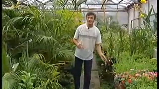 Пальмы в Вашем доме смотреть онлайн