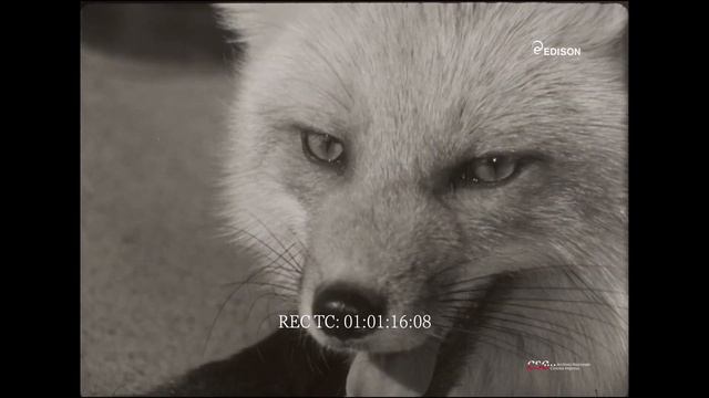 Carosello Leacril Chatillon - La volpe Lea - Città (Emilio Uberti, 1970-1971) смотреть онлайн