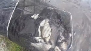 Для рыбалки. Название АПТЕЧНЫХ ТАБЛЕТОК для рыбалки. Обожает карась карп лещ .