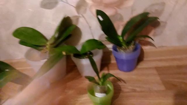 Получила посылочку с орхидеями выйграла в одноклассниках в лотерейках смотреть онлайн