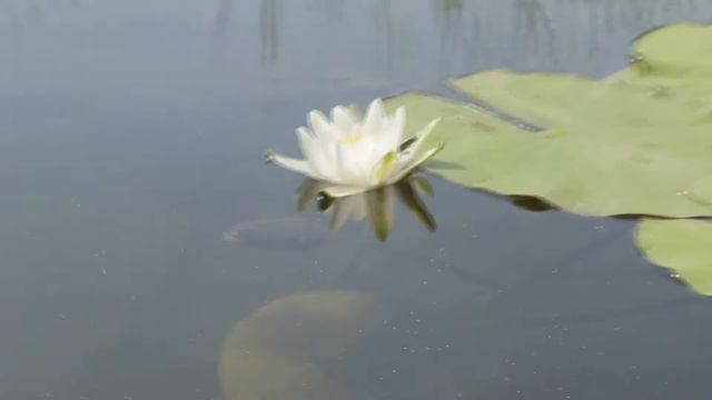 Виды Волжских просторов в окрестностях "Шибуми" смотреть онлайн