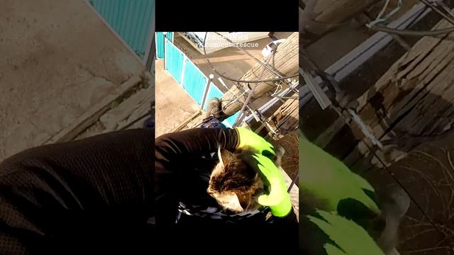 Кот опорный, многопроводный смотреть онлайн