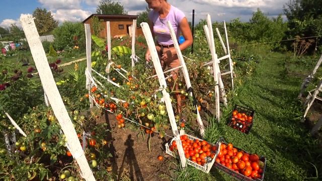 Борьба с урожаем, массовый сбор наших томатов. Краснодарский край. смотреть онлайн