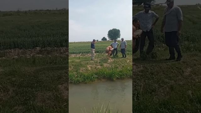 20 кг рыба поймали очень большой