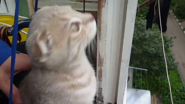 жемчужина Лэ Блан Де Мари Дэ тристейн смотреть онлайн