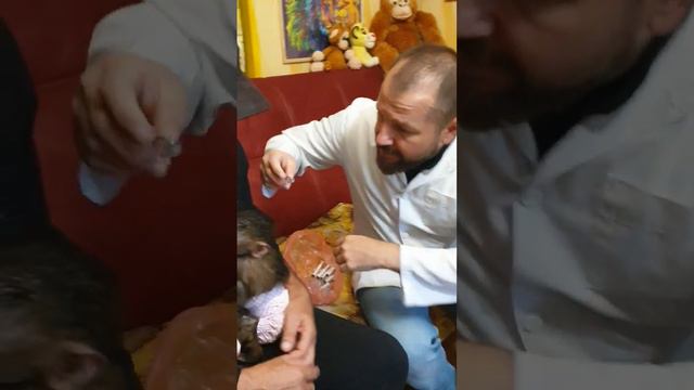 Доктор Василий в гостях у обезьянок Стёпы и Мани. смотреть онлайн