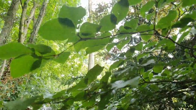 Tree work. Acer pseudoplatanus dismantle and Quercus robur deadwood. смотреть онлайн
