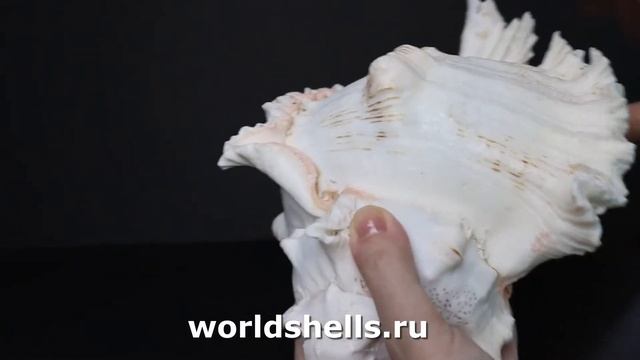 Мурекс ветвистый (Chicoreus ramosus) 23 см. смотреть онлайн