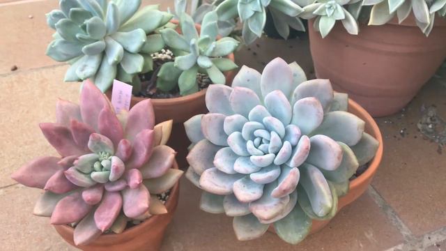 Graptoveria  OPALINA