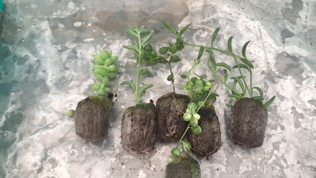 Super combo offer for hanging varieties | 360/- only | THARAPPEL NURSERY 9489554968 смотреть онлайн