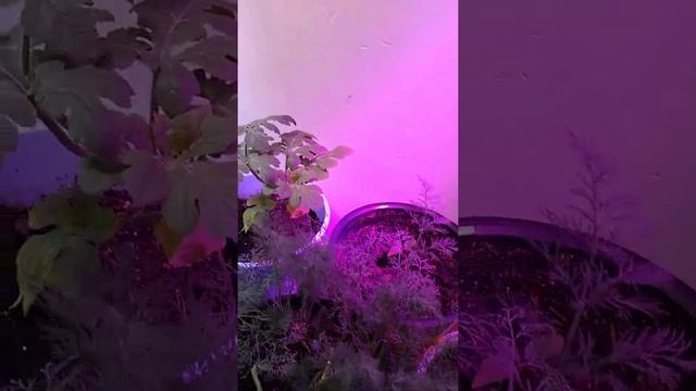 арбуз в гроубокс смотреть онлайн