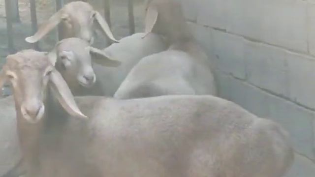 гассарские (арашаны) баранчики, 2022 года приобретены со Средней Азии для племенного использования. смотреть онлайн