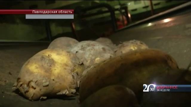 50% павлодарского картофеля уходит на экспорт в Россию смотреть онлайн