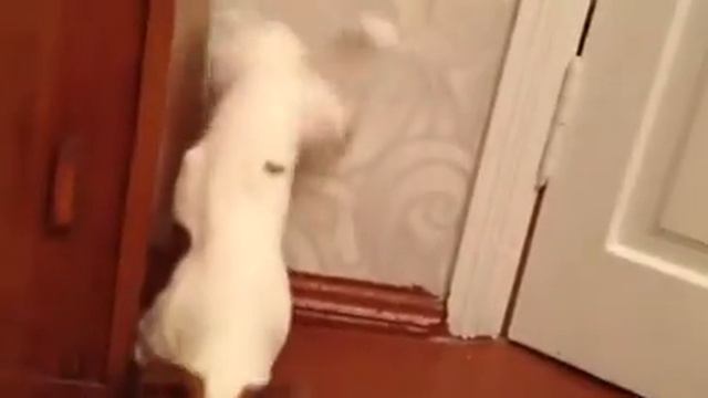 Кликер тренинг смотреть онлайн