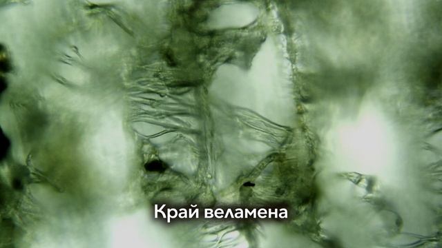 Орхидея без листьев. Может ли она выжить?! смотреть онлайн