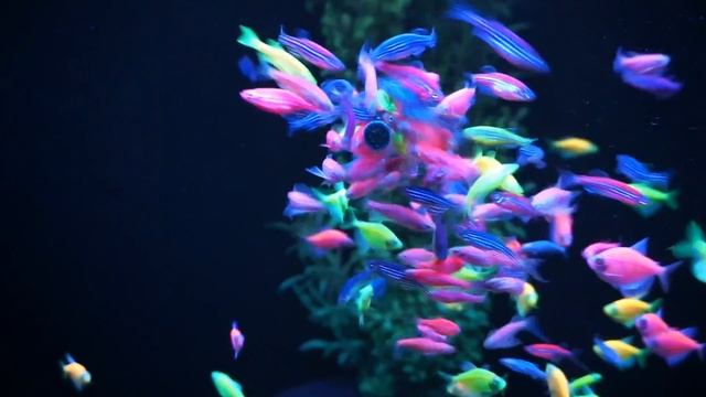 Аквариумы Люкс нижнекамск телефон 8 917 884 09 59 смотреть онлайн