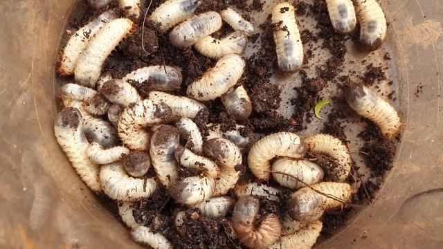 Хрущ или бронзовка? Польза или вред? Где ответ? смотреть онлайн