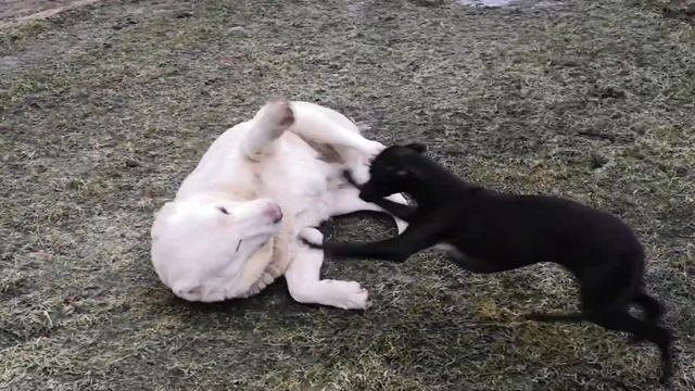 уиппет против САО смотреть онлайн