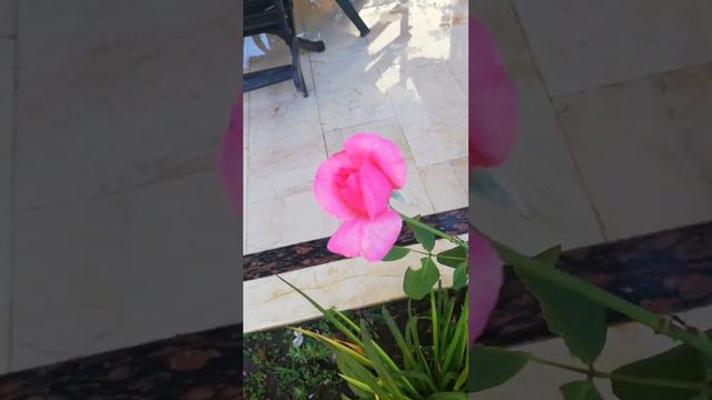 Mis Kokulu Vanilya Çiçeği,Mine Çiçeği,Dikenler Tacı,Pembe Ezan Çiçeği ,Gül ve Sardunya,Abutilon смотреть онлайн