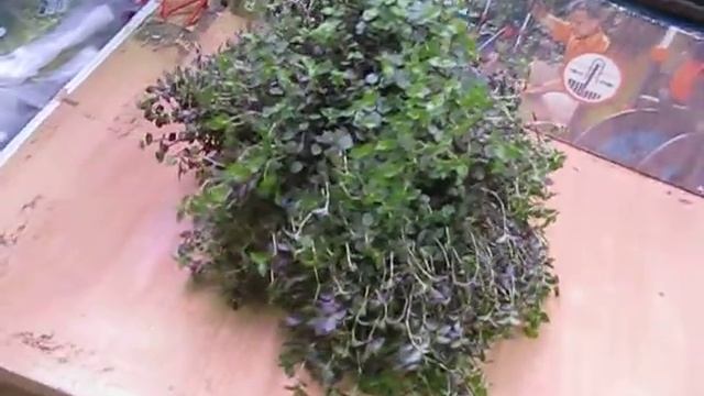 Традесканция смотреть онлайн