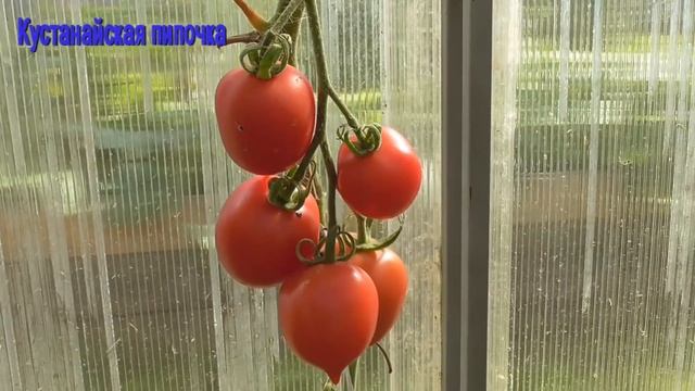 ТОМАТЫ 2017 ТЕПЛИЦА смотреть онлайн