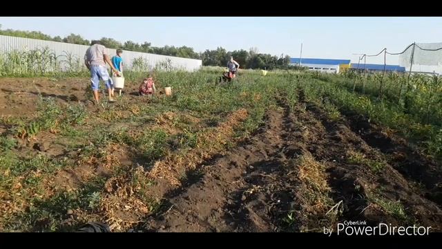 Мотоблок ока,копаем картошку окучником. смотреть онлайн