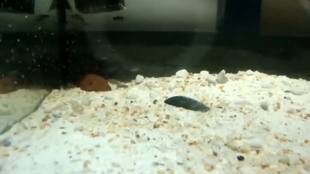 My new baby pseudotropheus greshakei ice blue смотреть онлайн