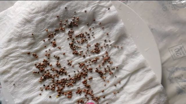 Проращивание семян на бумаге