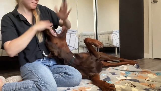 Езда верхом / прогулки с доберманом / мои обычные денечки смотреть онлайн