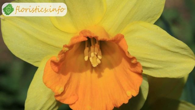 Виды и сорта нарцисса смотреть онлайн