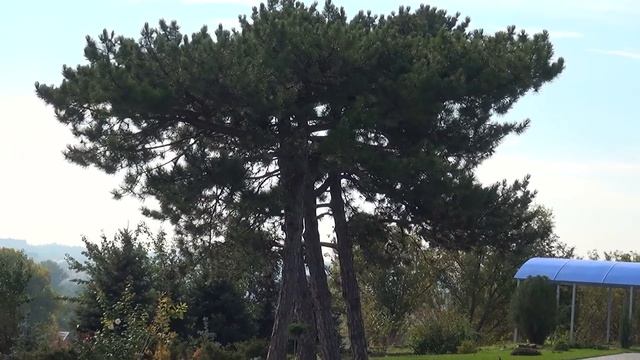 Цветник_Свято-Иверский Женский монастырь смотреть онлайн