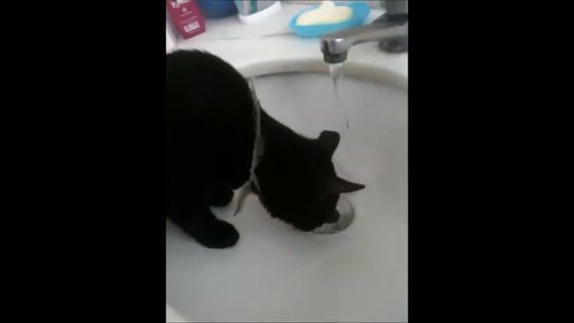 Brazilian Cat смотреть онлайн