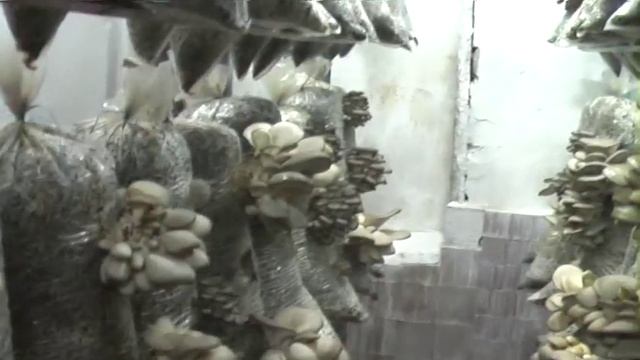 Грибы к столу первомайцев смотреть онлайн