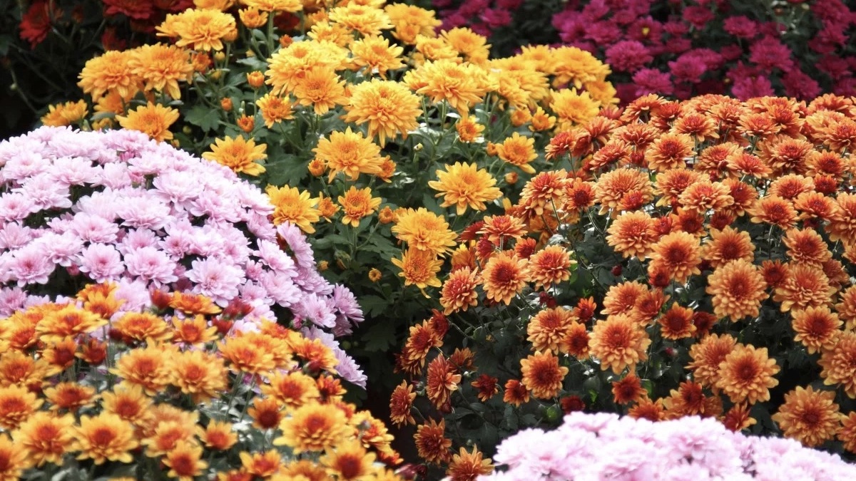 ХРИЗАНТЕМЫ МУЛЬТИФЛОРА и КОРЕЙСКИЕ. ОСЕННИЙ ВАЛЬС. Chrysanthemum multiflora. Chrysanthemum koreanum.