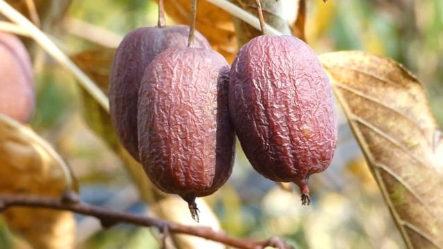 Ken’s Red – hardy kiwi – Kiwaï – Zwerg Kiwi – Scharfzähniger Strahlengriffel (Actinidia arguta) смотреть онлайн